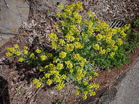 yellowflower11.jpg