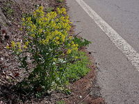 yellowflower12.jpg